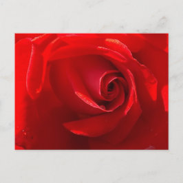 Red Rose Postcard Postkarte