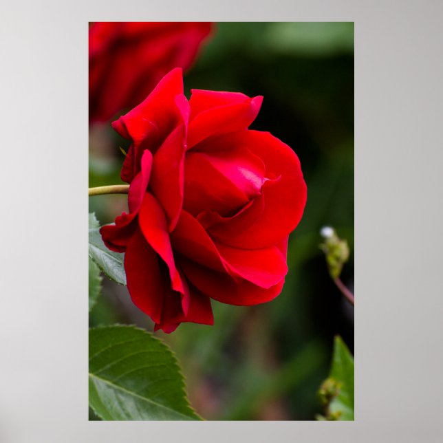 Red Rose Poster (Vorne)