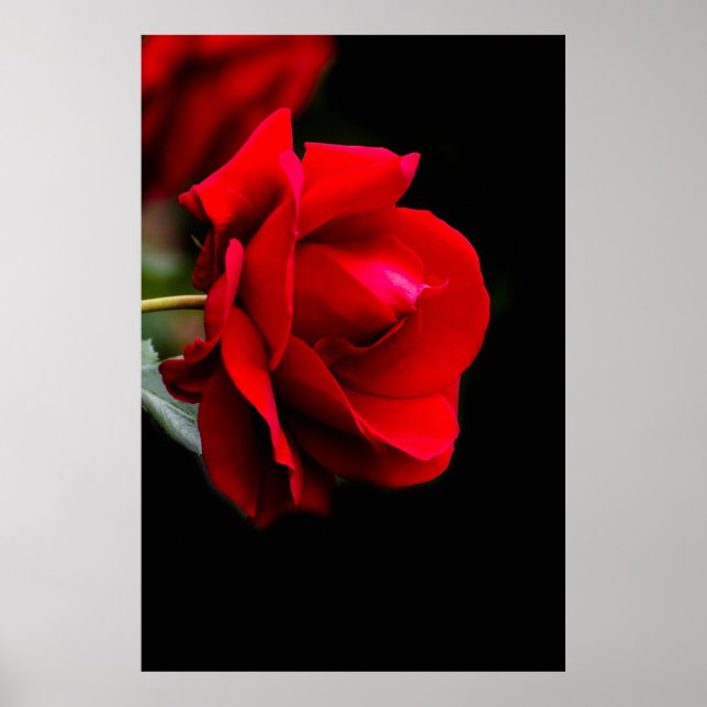 Red Rose Poster (Vorne)
