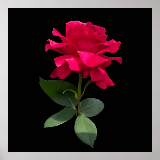 Red Rose Poster (Vorne)