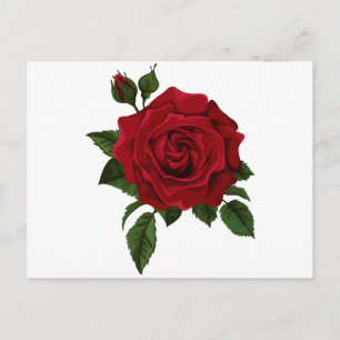 Red Rose Postkarte