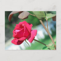 Red Rose