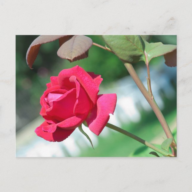 Red Rose Postkarte (Vorderseite)