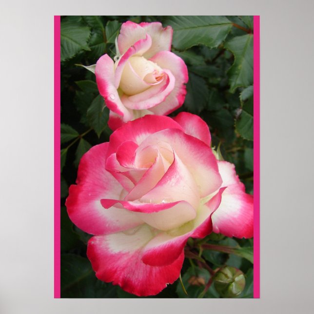 Red Rose Roses Floral Flower Garden Poster (Vorne)