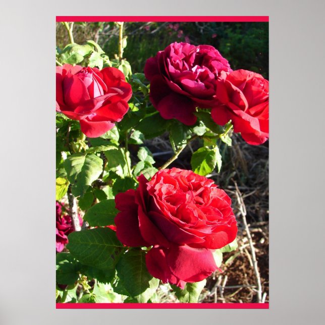 Red Rose Roses Flower Floral Garden Eugene Furst Poster (Vorne)