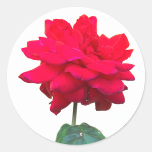Red Rose Runder Aufkleber