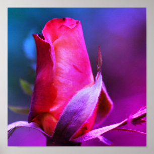 Red Rosenknospe Nah Up Color Tint Poster