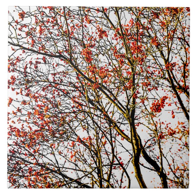 Red rowan fruit or ash berries fliese (Vorderseite)