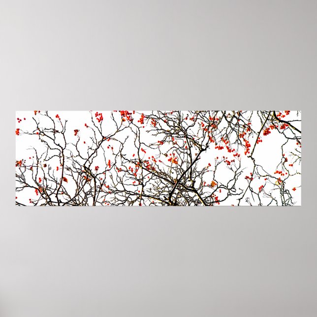 Red rowan fruit or ash berries poster (Vorne)