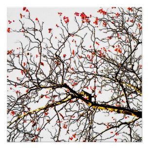 Red rowan fruit or ash berries poster