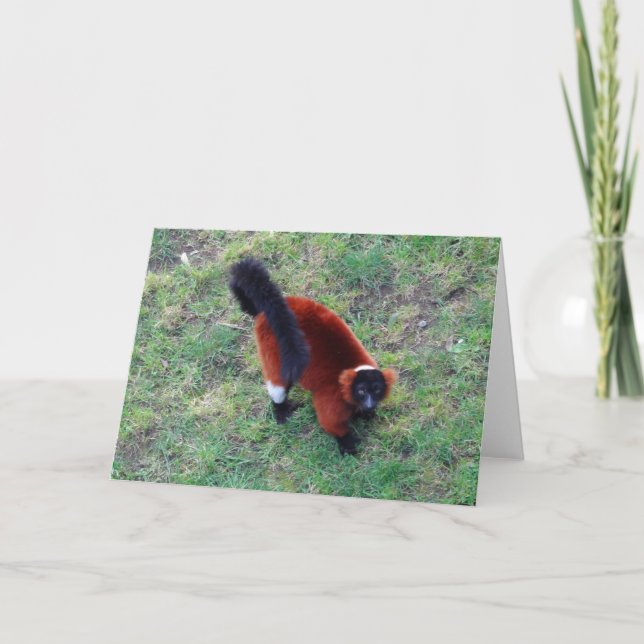 Red Ruffed Lemur #1 Karte (Vorderseite)