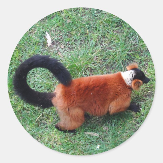 Red Ruffed Lemur #2 Stickers (Vorderseite)