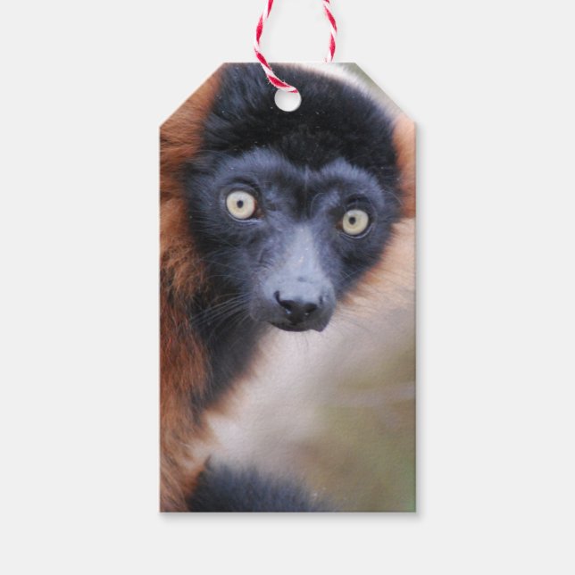 Red Ruffed Lemur Geschenkanhänger (Vorderseite)