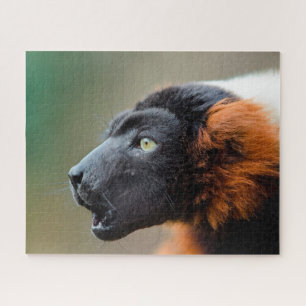 Red Ruffed Lemur. Puzzle