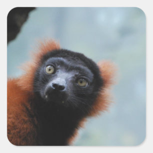Red Ruffed Lemur Stickers