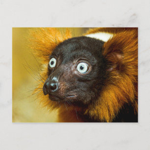 Red Ruffled Lemur Postcard Postkarte