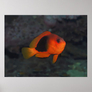 Red Saddleback Anenomefish Poster