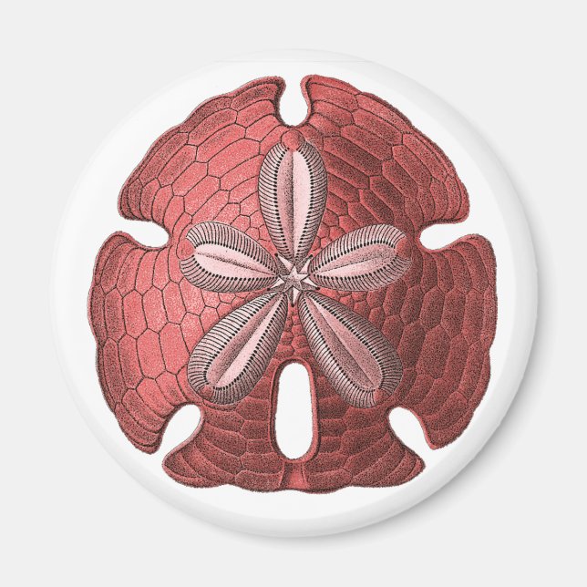 Red Sand Dollar Magnet (Vorne)