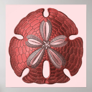 Red Sand Dollar Poster Print