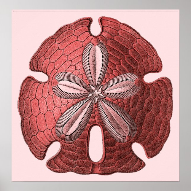 Red Sand Dollar Poster Print (Vorne)