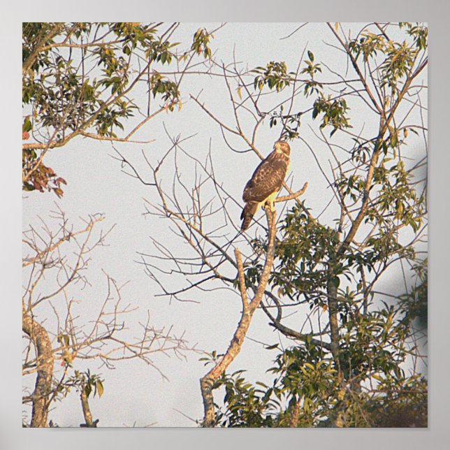 Red-schuldig-Hawk-Foto-Poster Poster (Vorne)