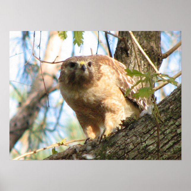 Red-schuldig-Hawk-Poster Poster (Vorne)