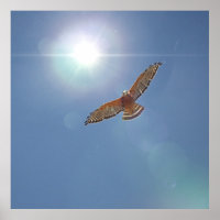 Red Schulter Hawk Bright Sun Fotografierkunst