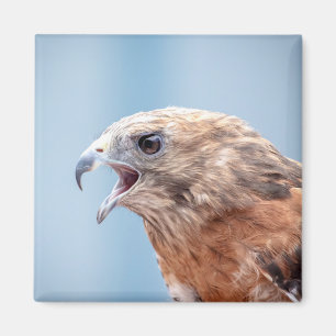 Red Schulter Hawk Magnet