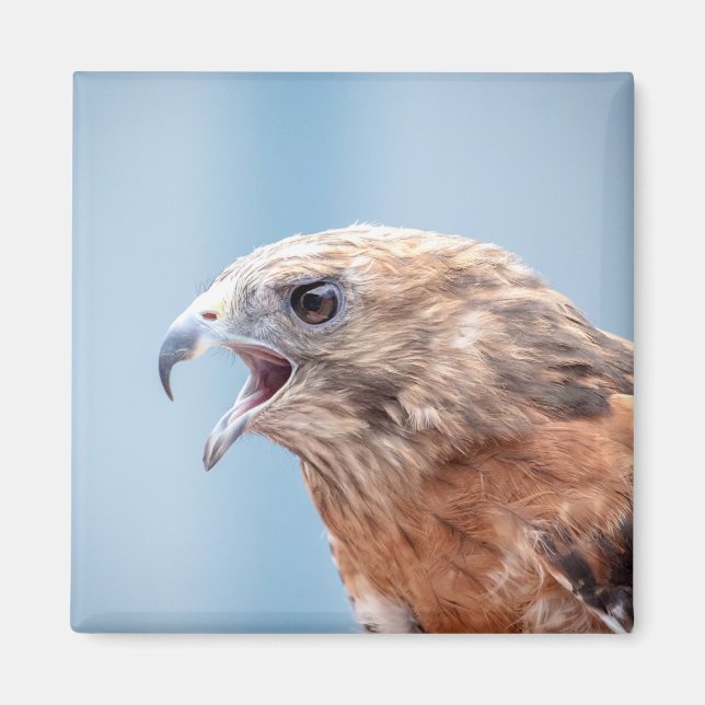 Red Schulter Hawk Magnet (Vorne)