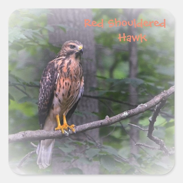 Red Schulter Hawk Quadratischer Aufkleber (Vorderseite)