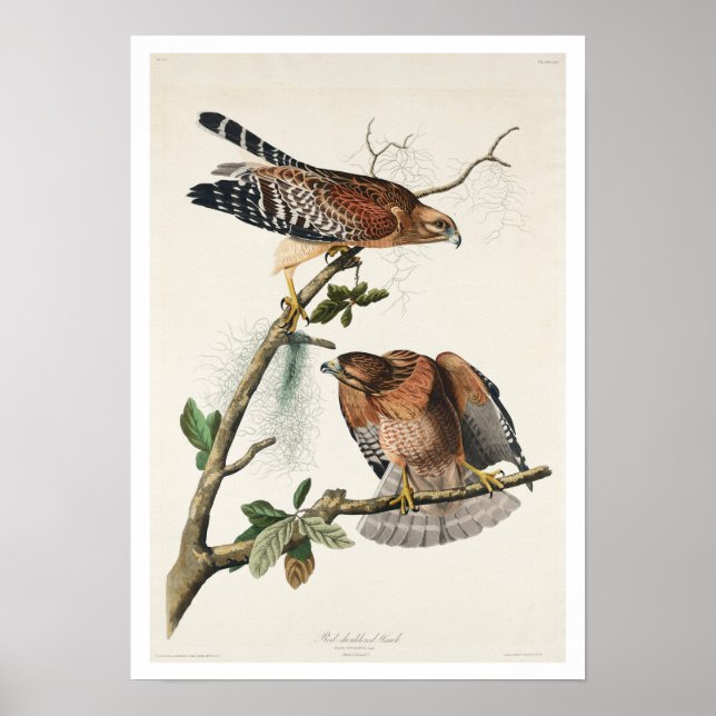 Red-schulter Hawk von Audubon Poster (Vorne)