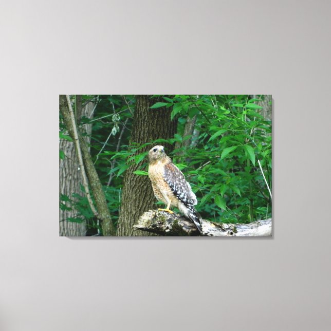 Red Schulter Hawk Wrapped Canvas Print Leinwanddruck (Vorderseite)