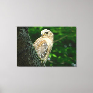 Red Schulter Hawk Wrapped Canvas Print Leinwanddruck