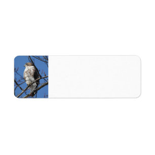 Red Schwanz Hawk