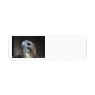 Red Schwanz Hawk Adressetiketten