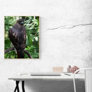 Red Schwanz Hawk Bird Foto Poster