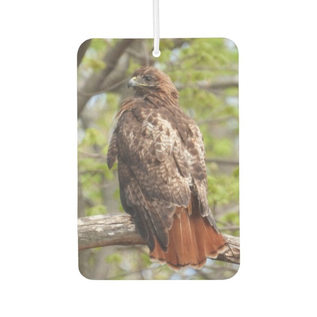 Red Schwanz Hawk - Bird of Prey Autolufterfrischer (Vorderseite)