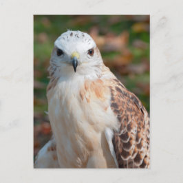 Red Schwanz Hawk Closeup Postkarte