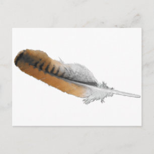 Red-Schwanz Hawk feather Postkarte