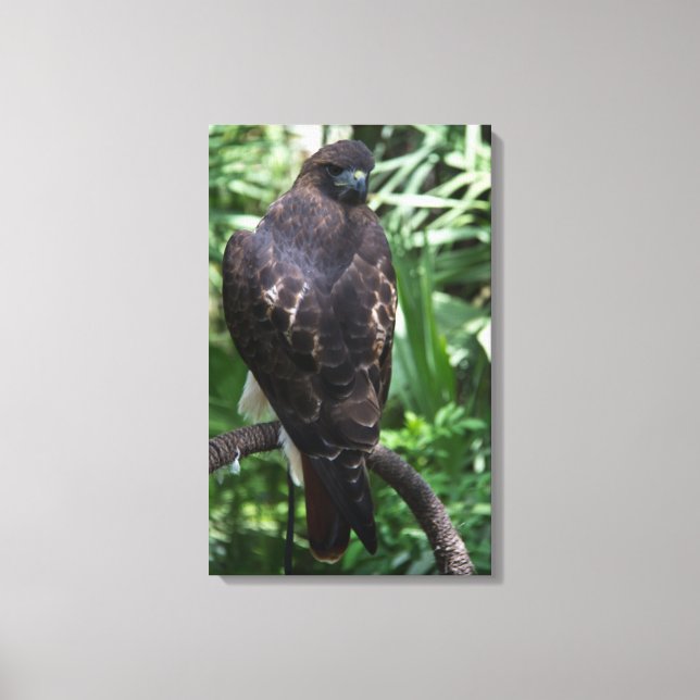Red Schwanz Hawk Fotografie Wrapped Canvas Leinwanddruck (Vorderseite)
