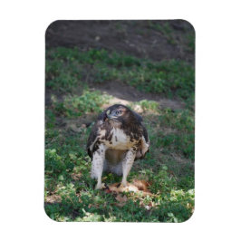 Red Schwanz Hawk Magnet