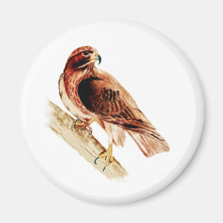 Red Schwanz Hawk Magnet