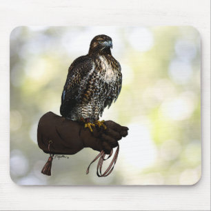 Red-Schwanz Hawk on Glove Mousepad