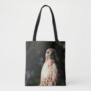 Red Schwanz Hawk Stare