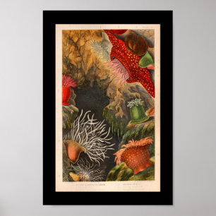 Red Sea Anemone Vintag Illustration Print Poster