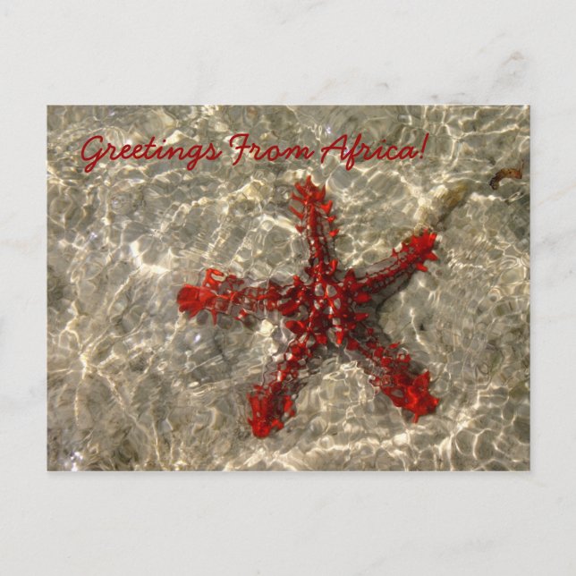 Red Sea Star - Postkarte (Vorderseite)