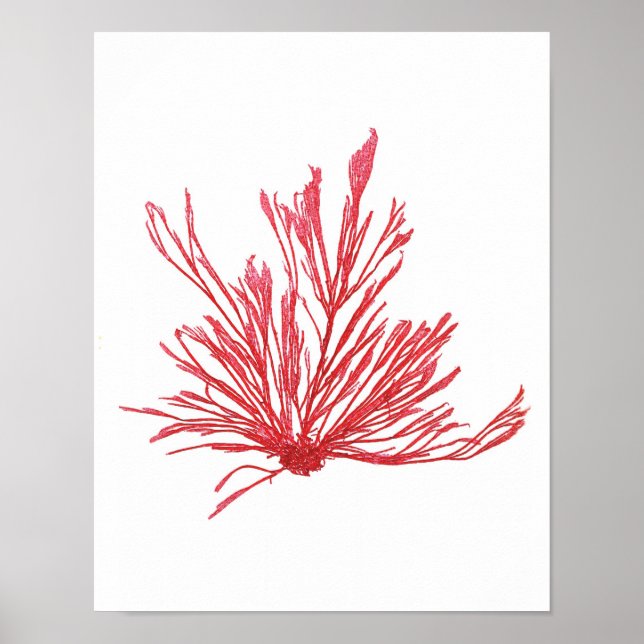 Red Seaweed Art Print No.1 Beach Deco Poster (Vorne)