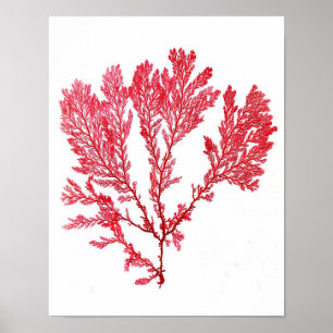 Red Seaweed Art Print No.3 Beach Deco Poster