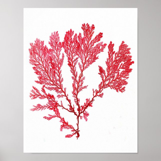 Red Seaweed Art Print No.3 Beach Deco Poster (Vorne)
