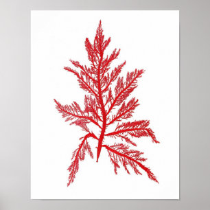 Red Seaweed Art Print No.7 Beach Deco Poster